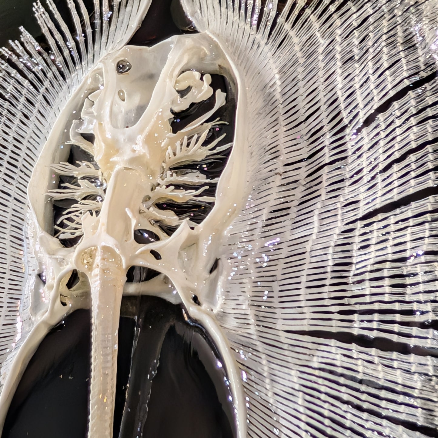 Stingray Skeleton in Oval Frame