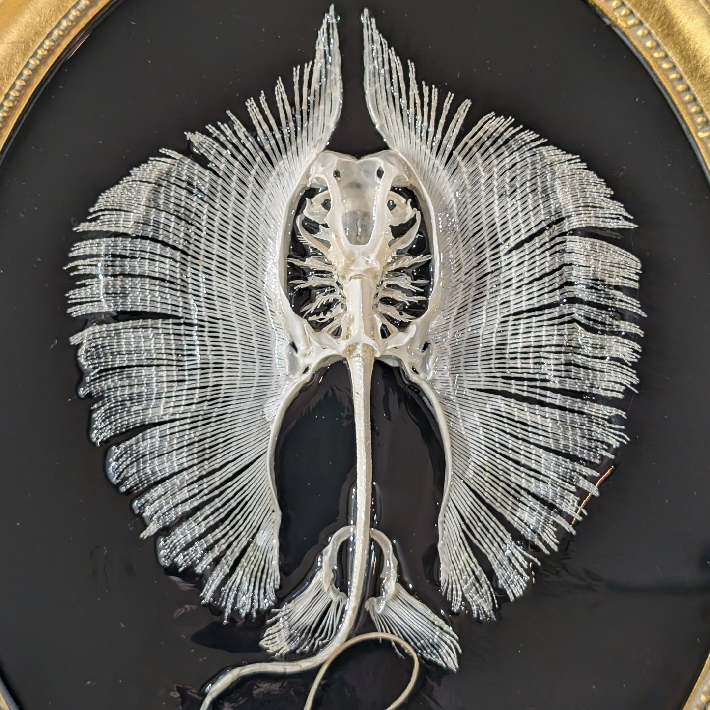Stingray Skeleton in Oval Frame
