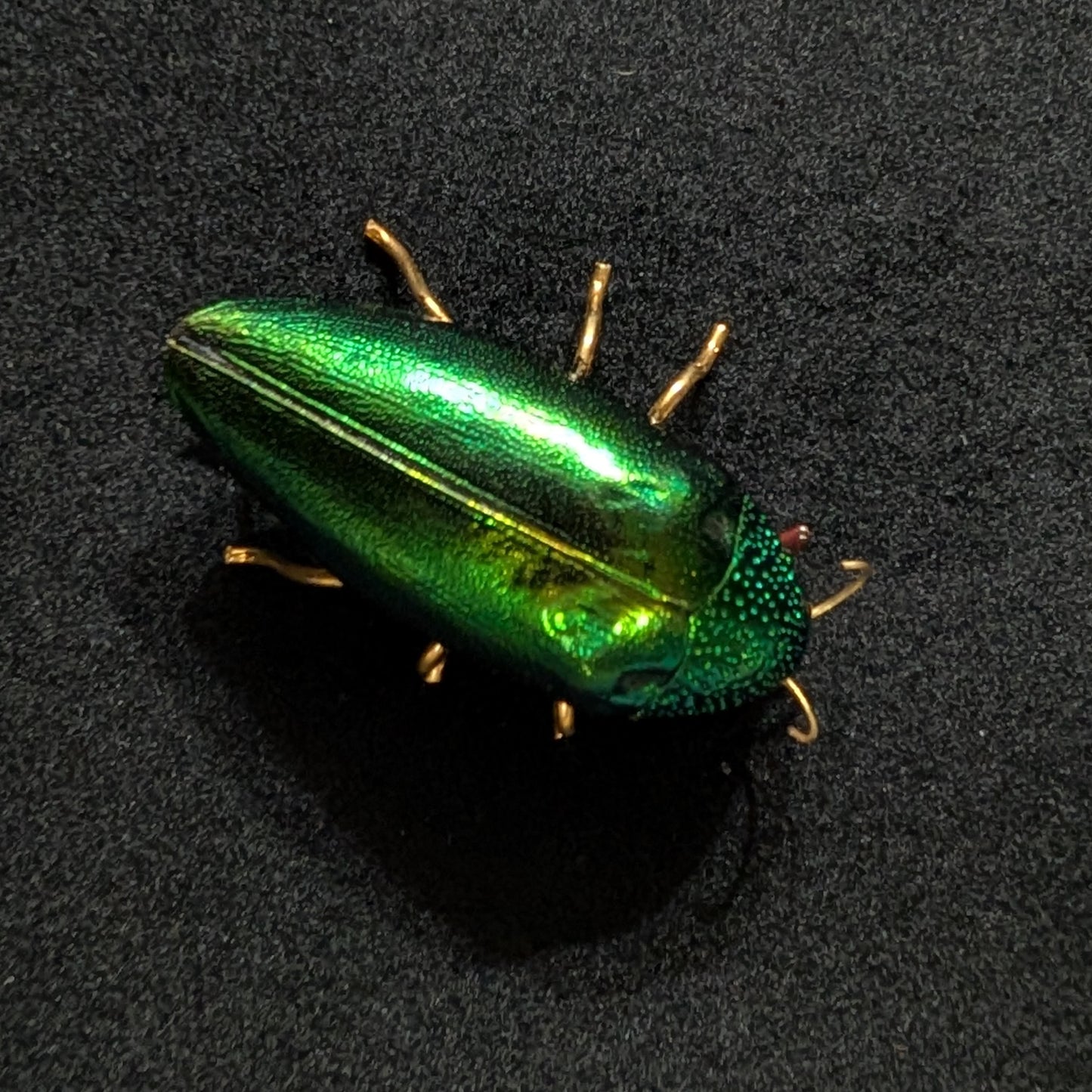 Real Emerald Beetle Pin