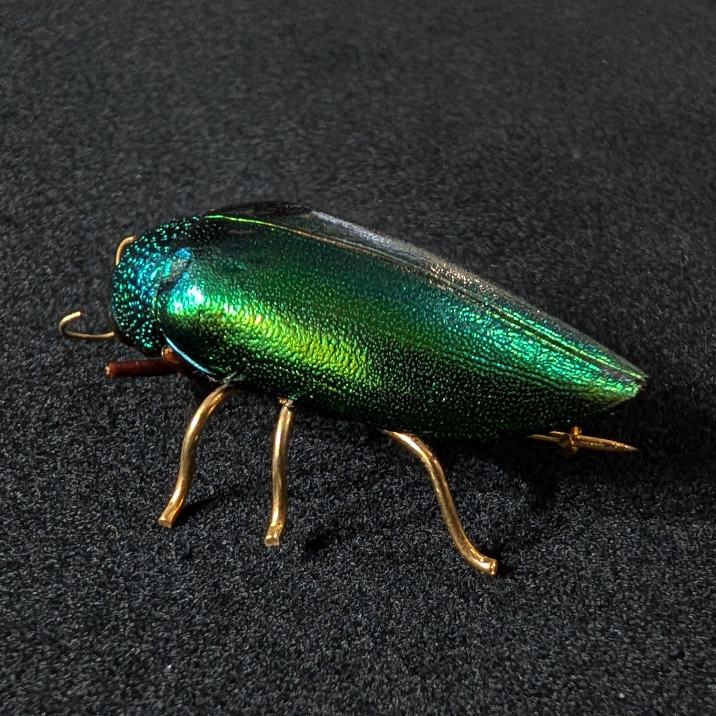 Real Emerald Beetle Pin