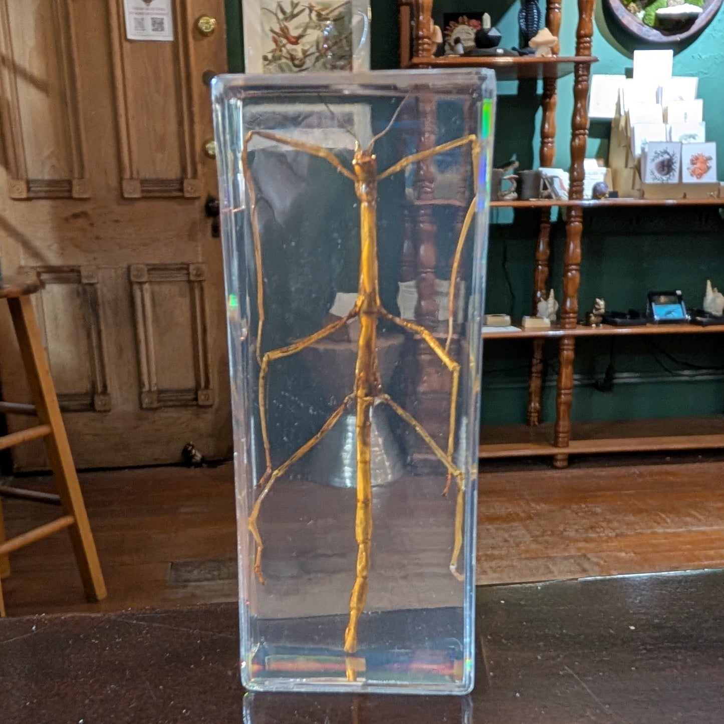 Esoteric Insect Real Stick Insect in Resin – Esoterica
