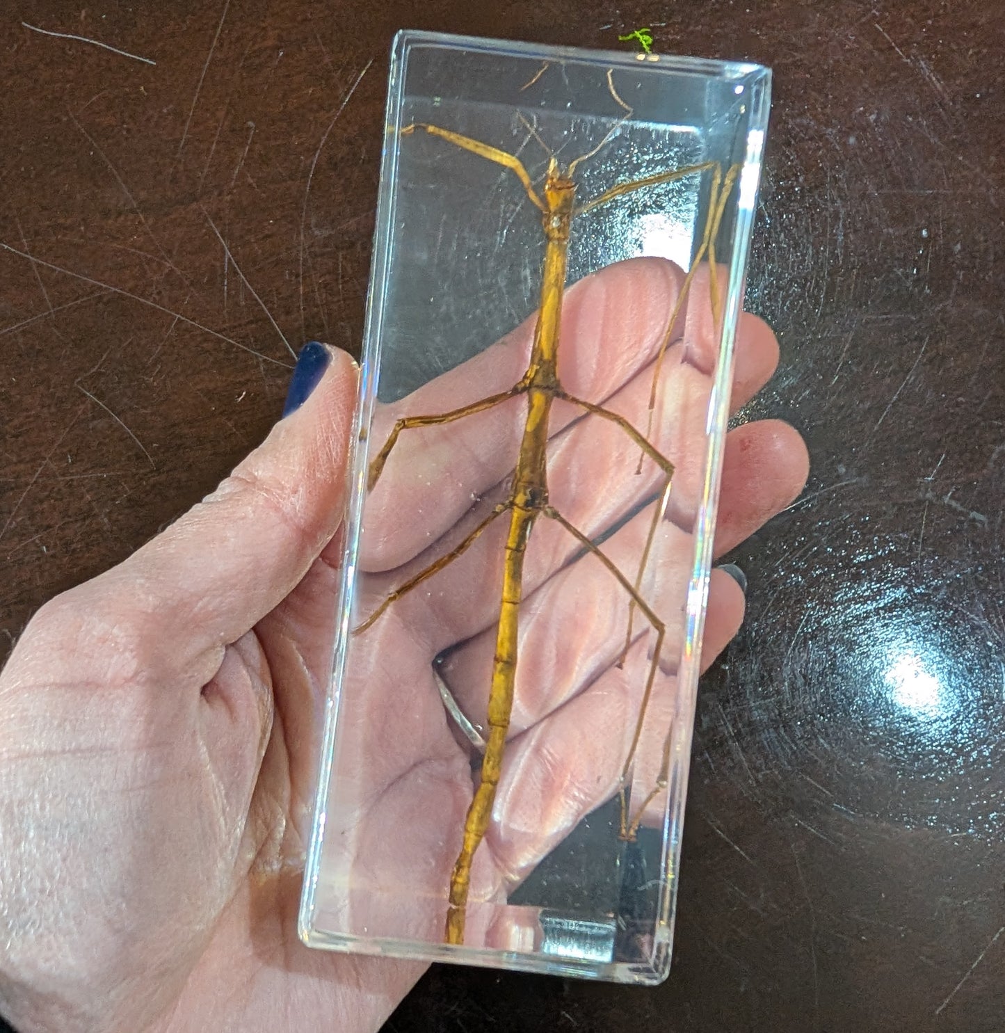 Real Stick Insect in Resin