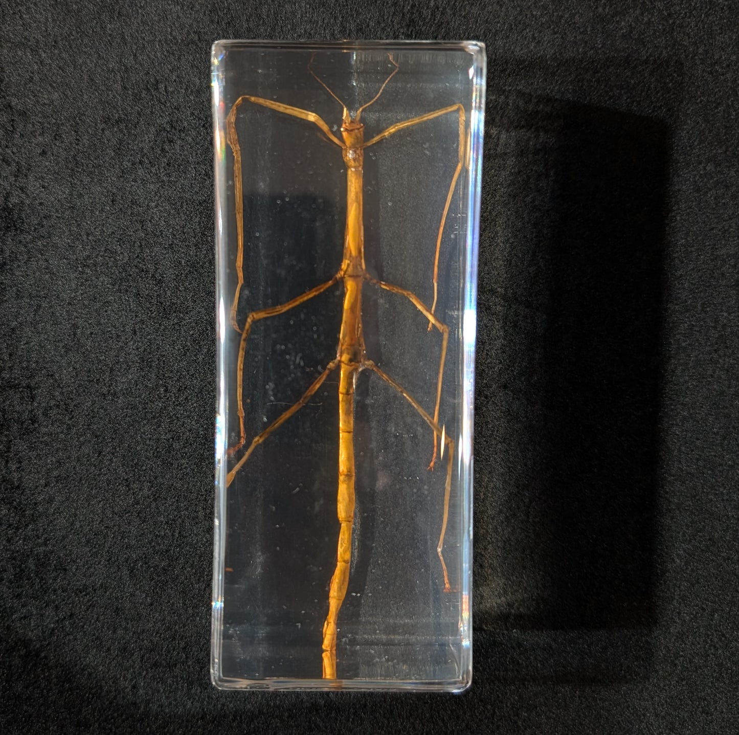 Real Stick Insect in Resin
