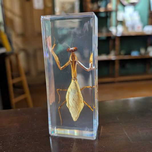 Real Praying Mantis in Resin