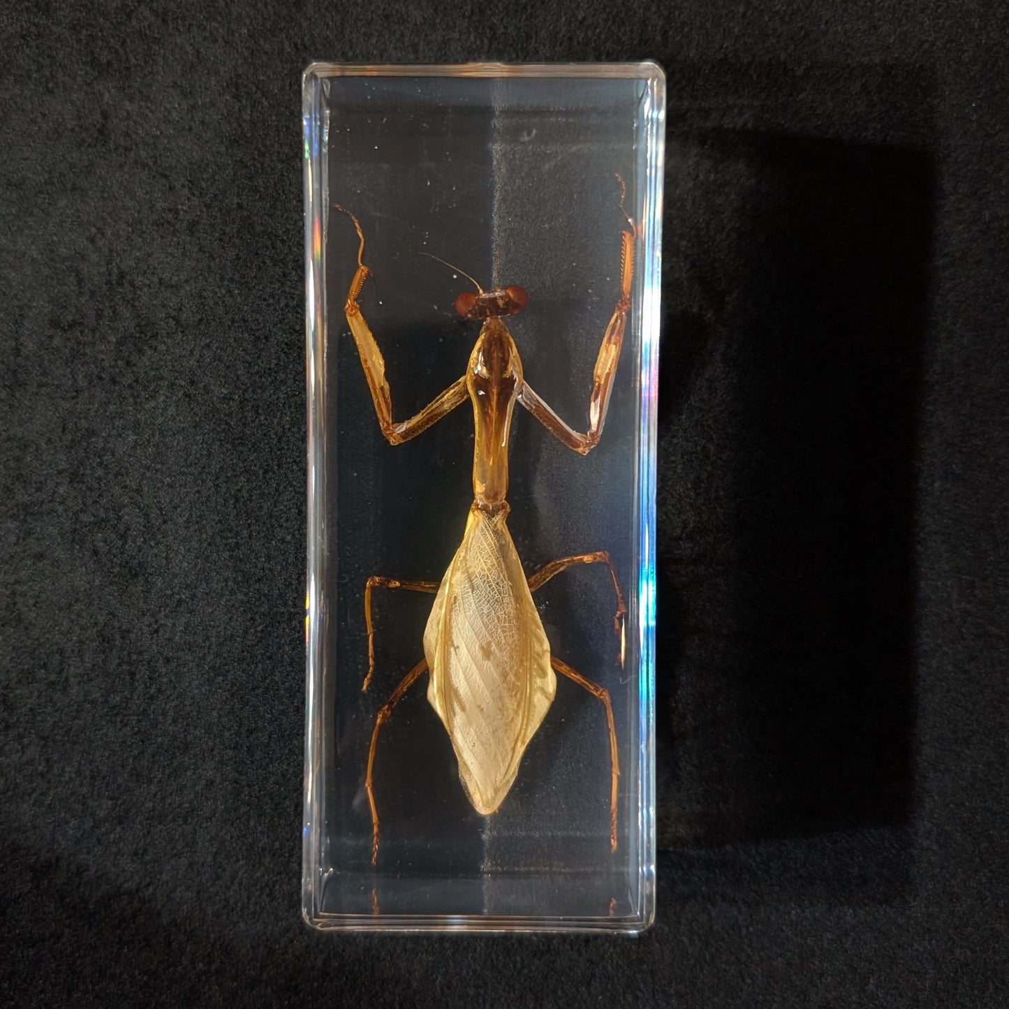 Real Praying Mantis in Resin