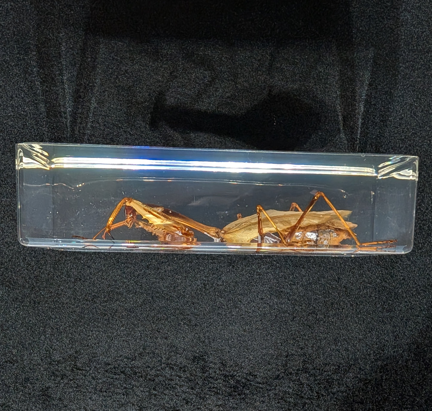 Real Praying Mantis in Resin