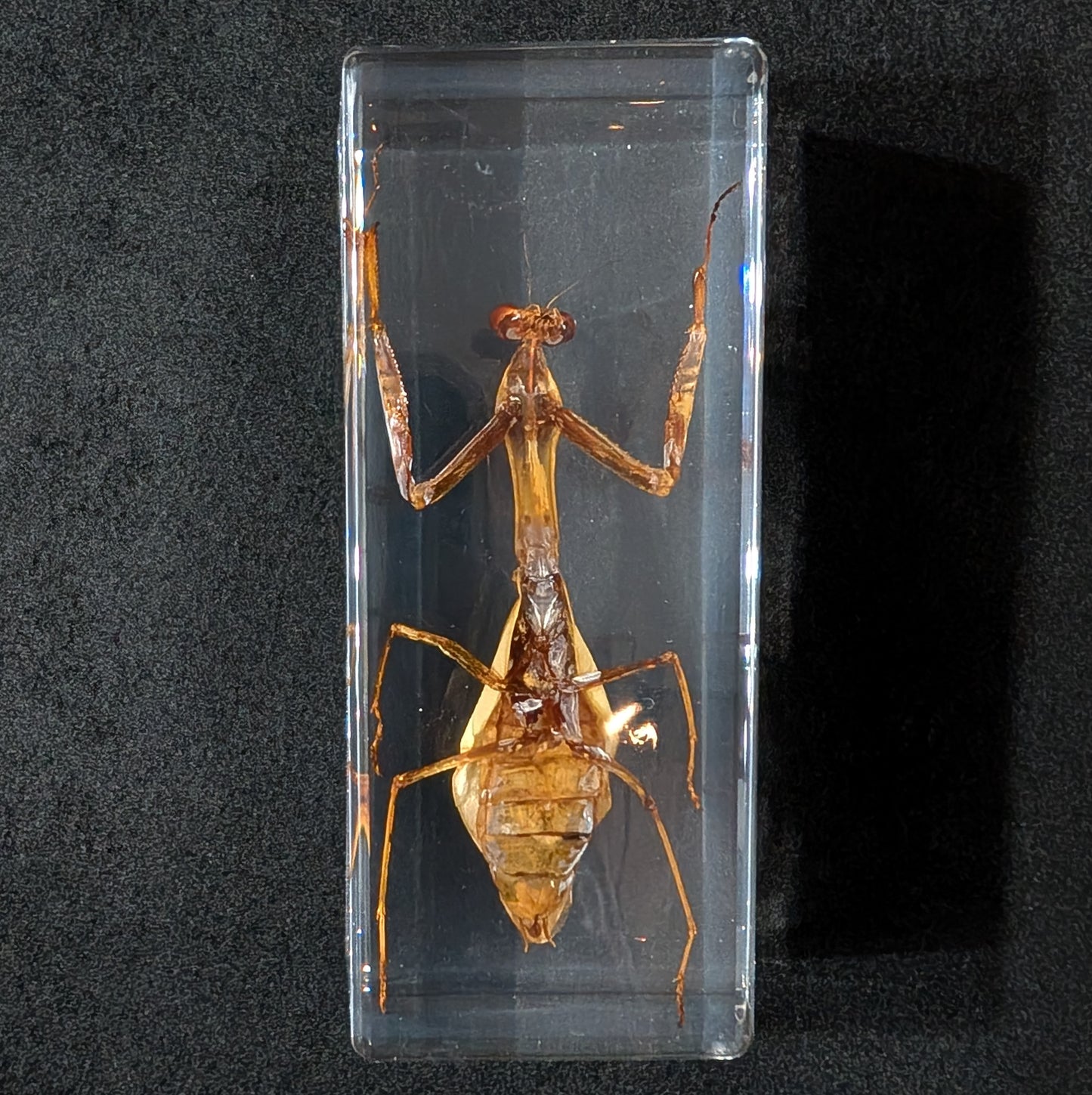 Real Praying Mantis in Resin