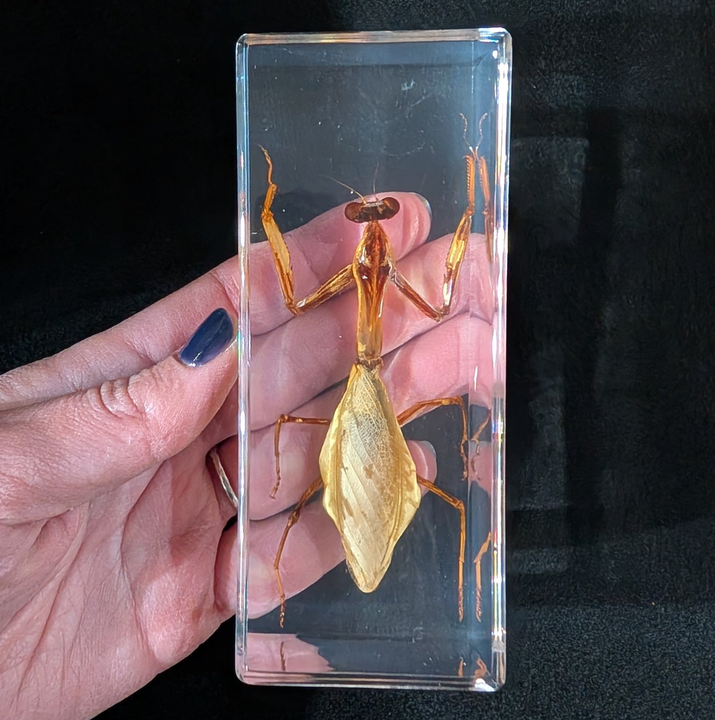 Real Praying Mantis in Resin