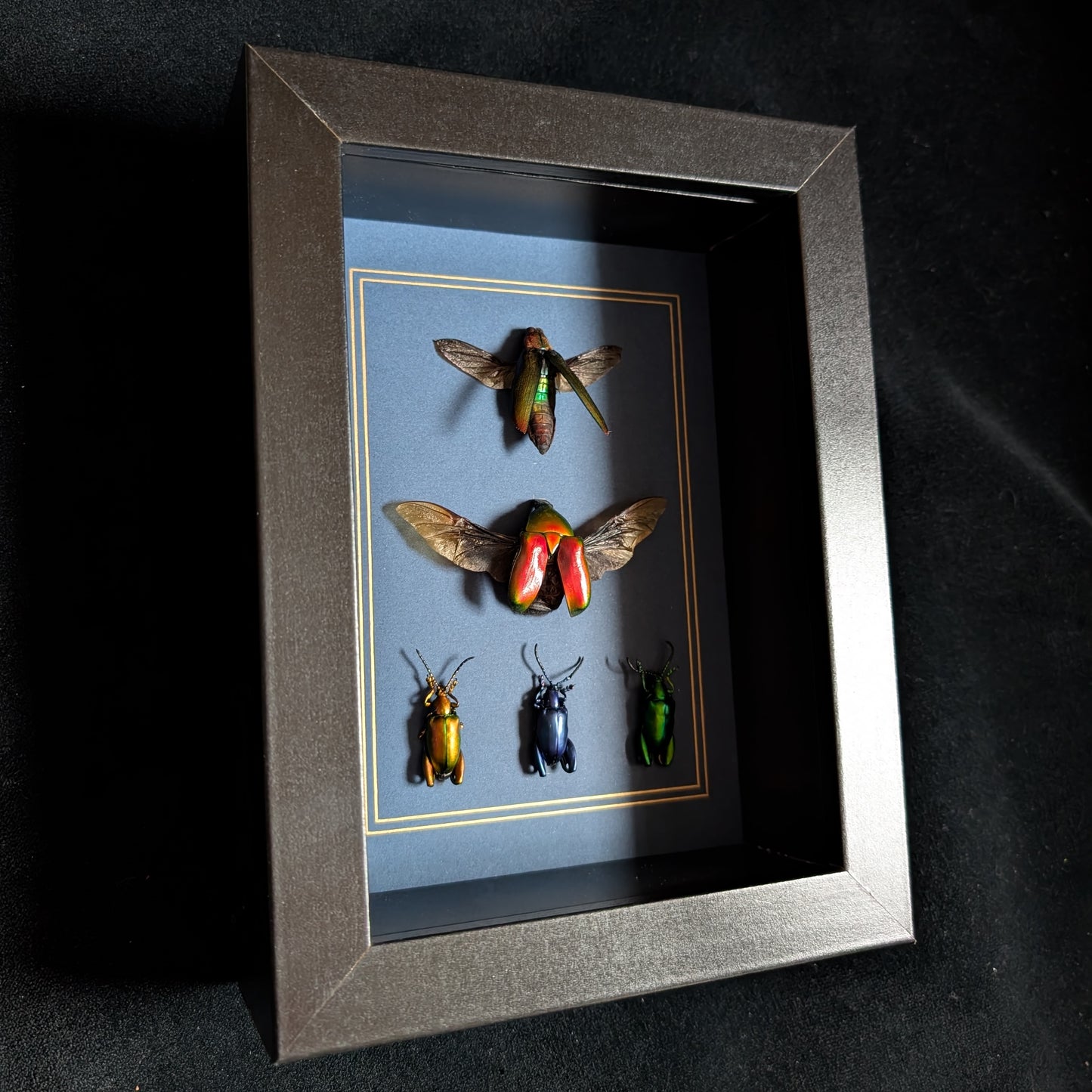 Beetlemania (Real Jewel Beetles in Frame)