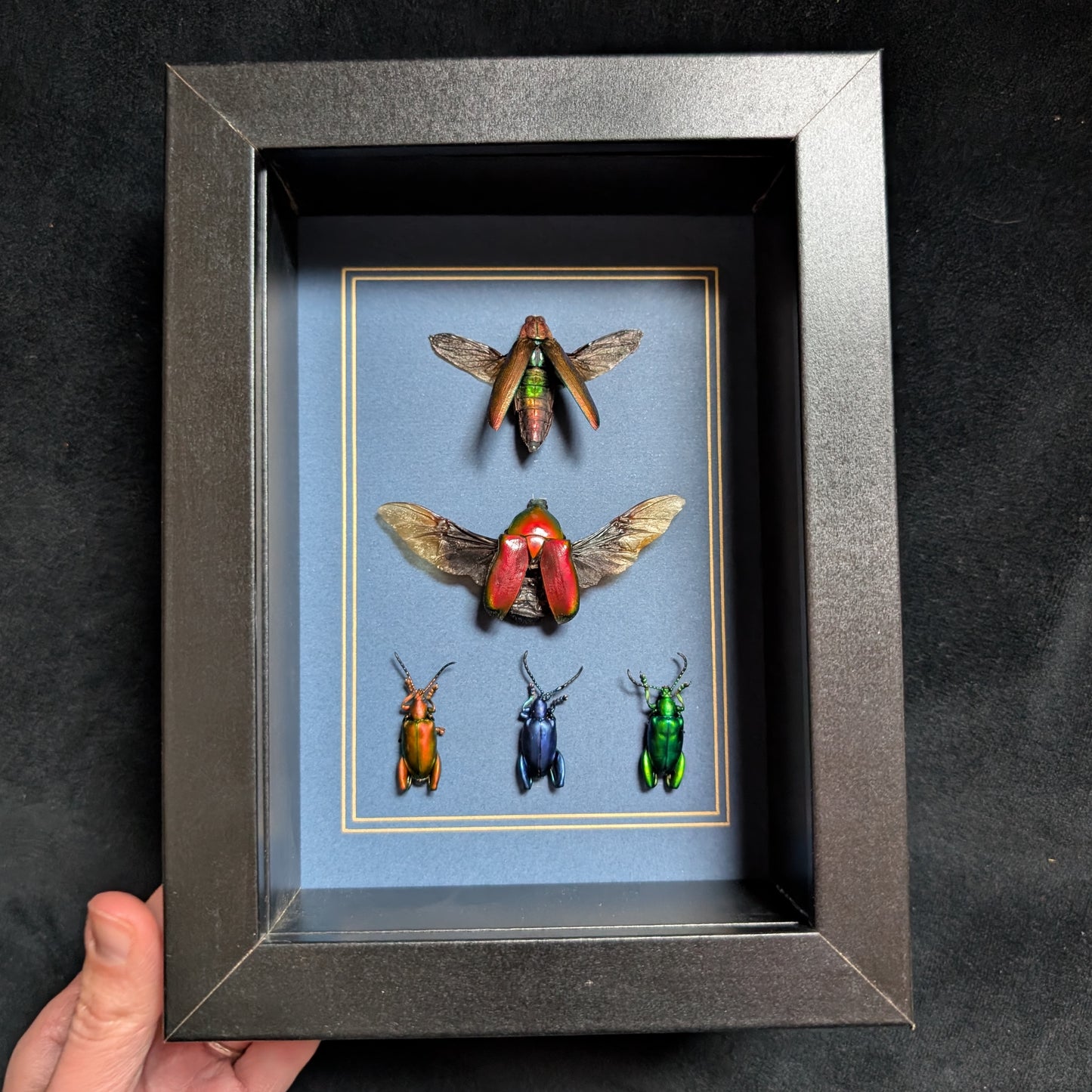 Beetlemania (Real Jewel Beetles in Frame)