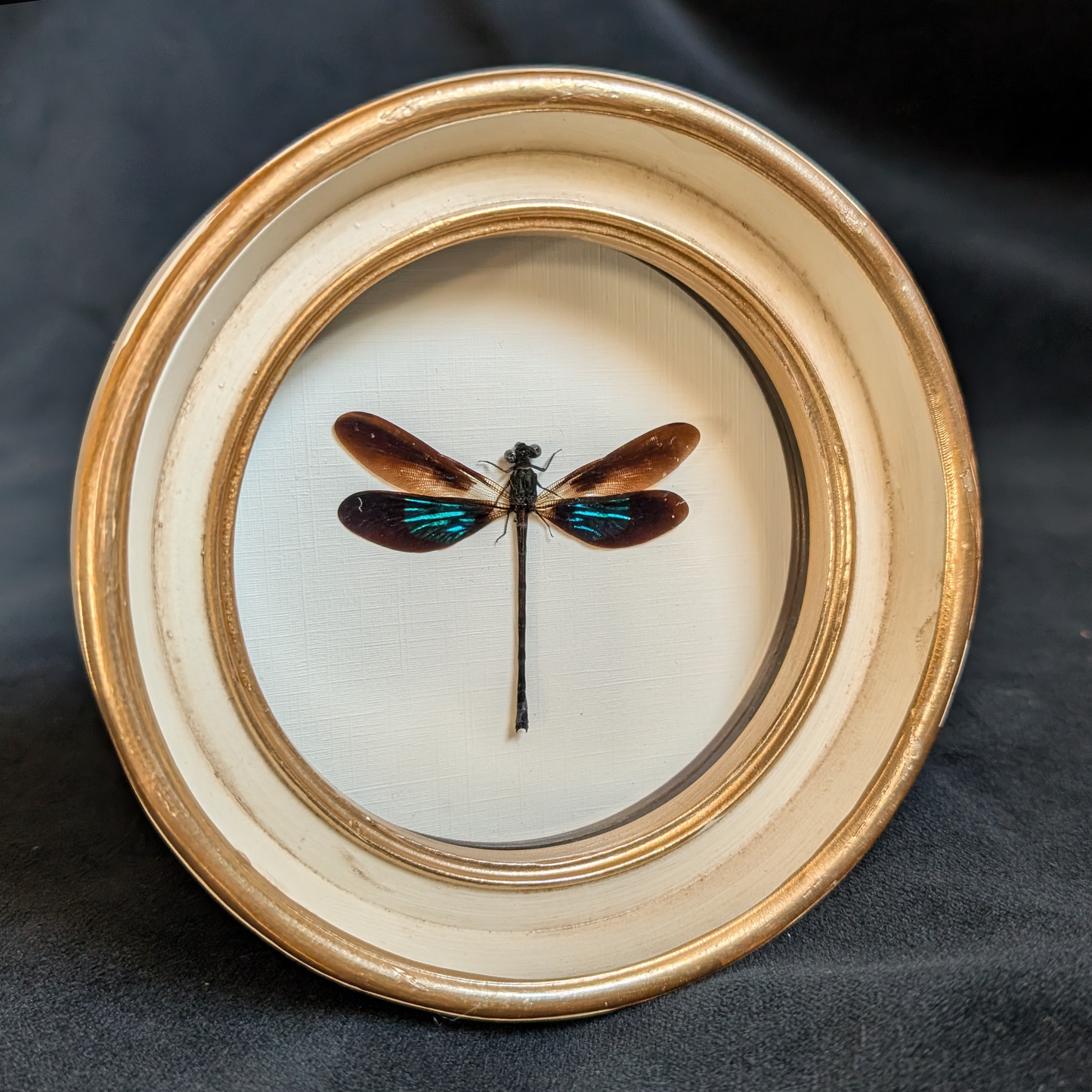 Real Dragonfly in Round Frame