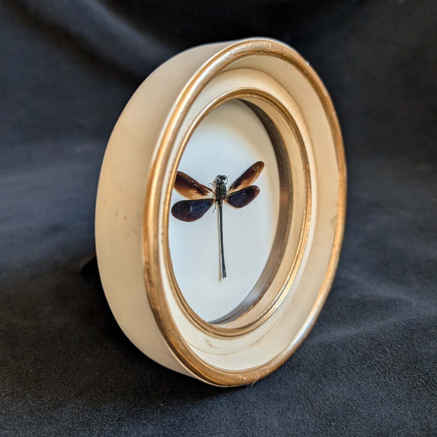 Real Dragonfly in Round Frame