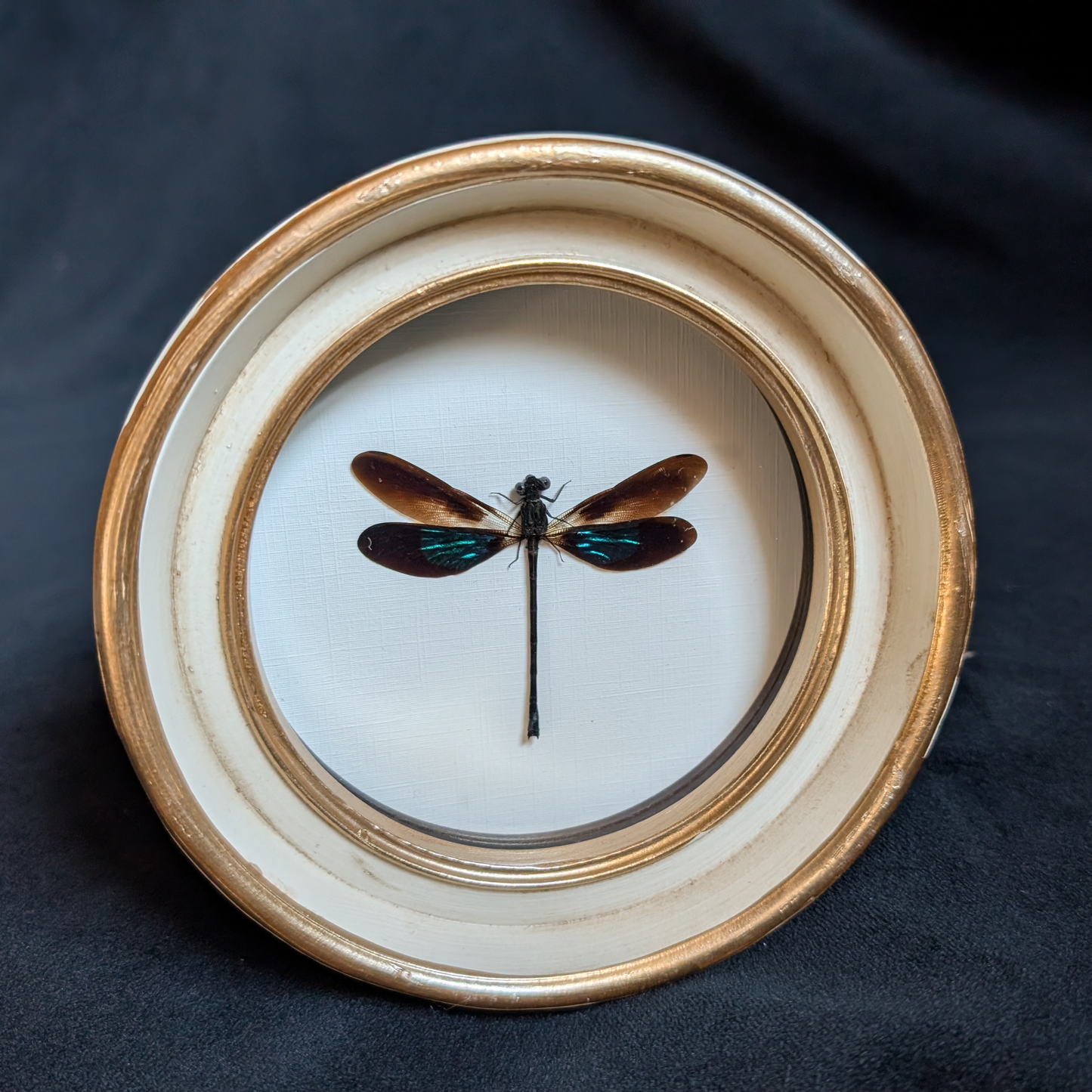 Real Dragonfly in Round Frame