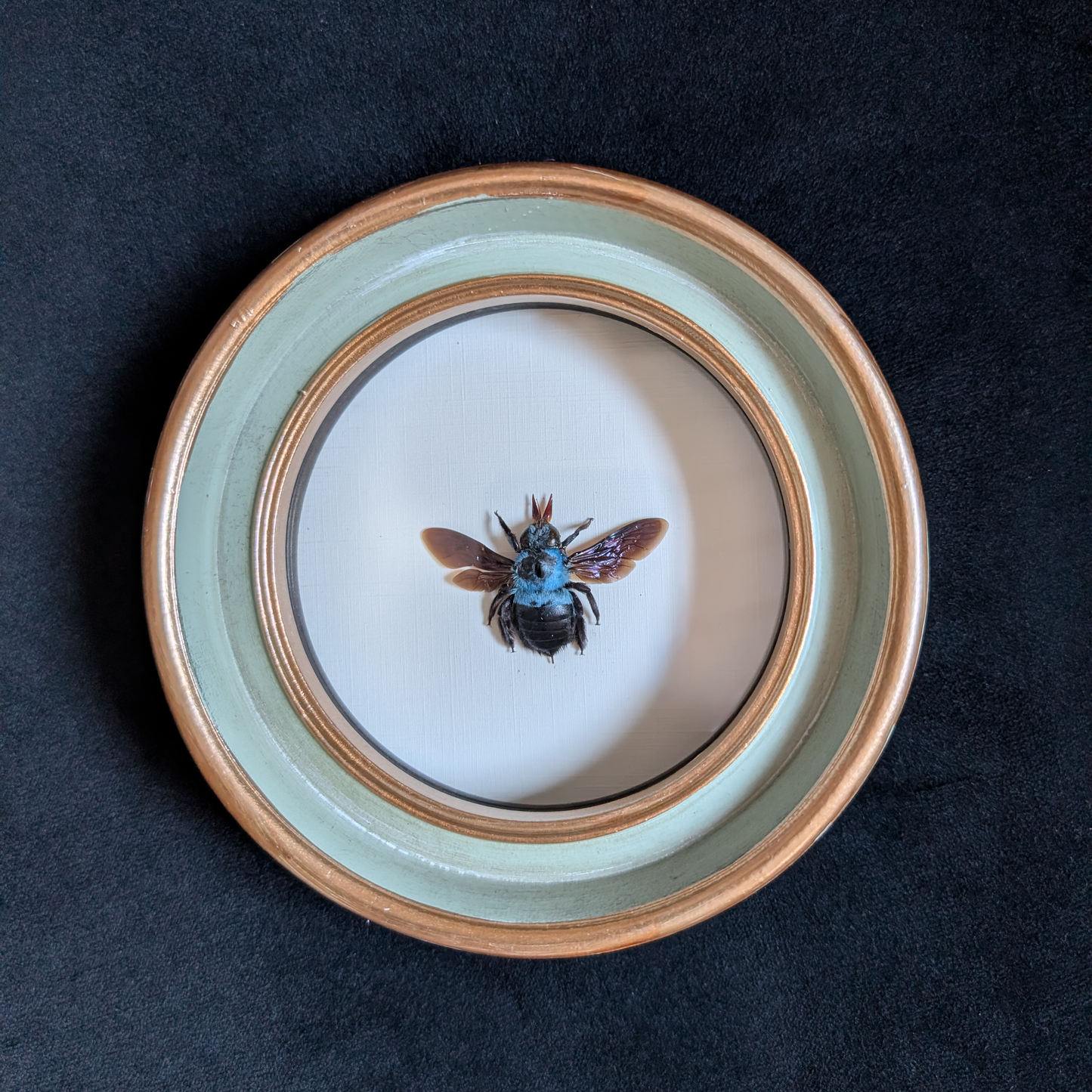 Real Blue Bee in Round Frame