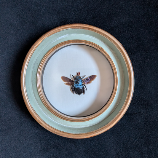 Real Blue Bee in Round Frame