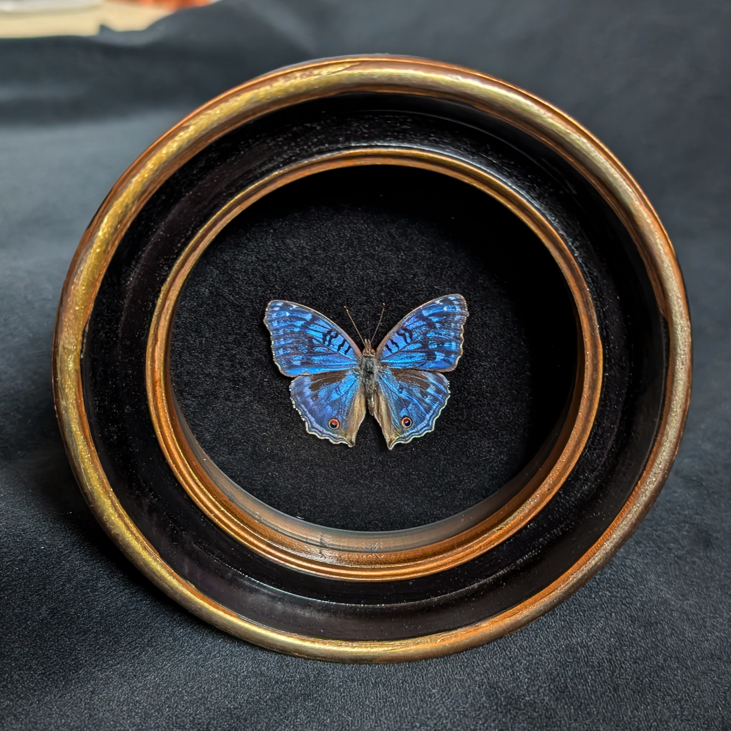 Real Brilliant Blue Butterfly in Round Frame