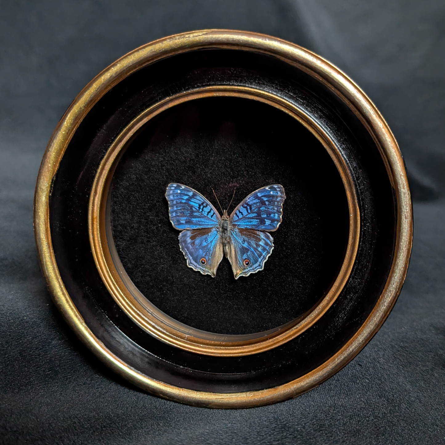 Real Brilliant Blue Butterfly in Round Frame