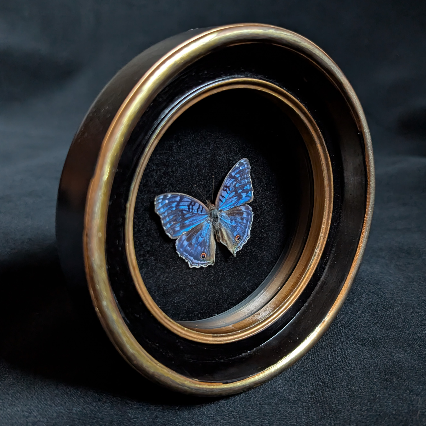 Real Brilliant Blue Butterfly in Round Frame