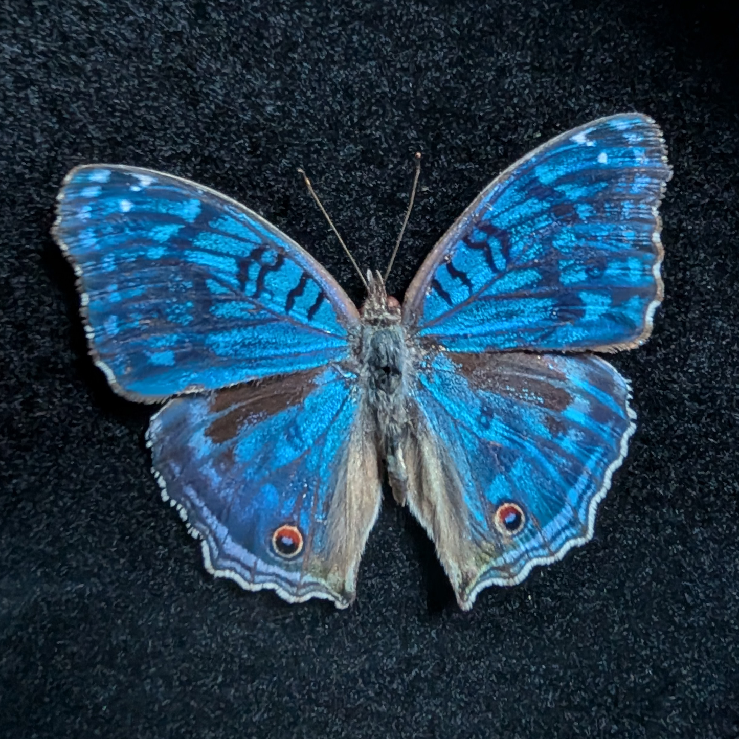 Real Brilliant Blue Butterfly in Round Frame