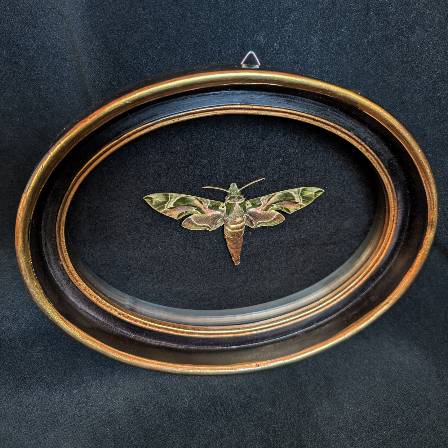 Real Oleander Hawk-moth in Oval Frame