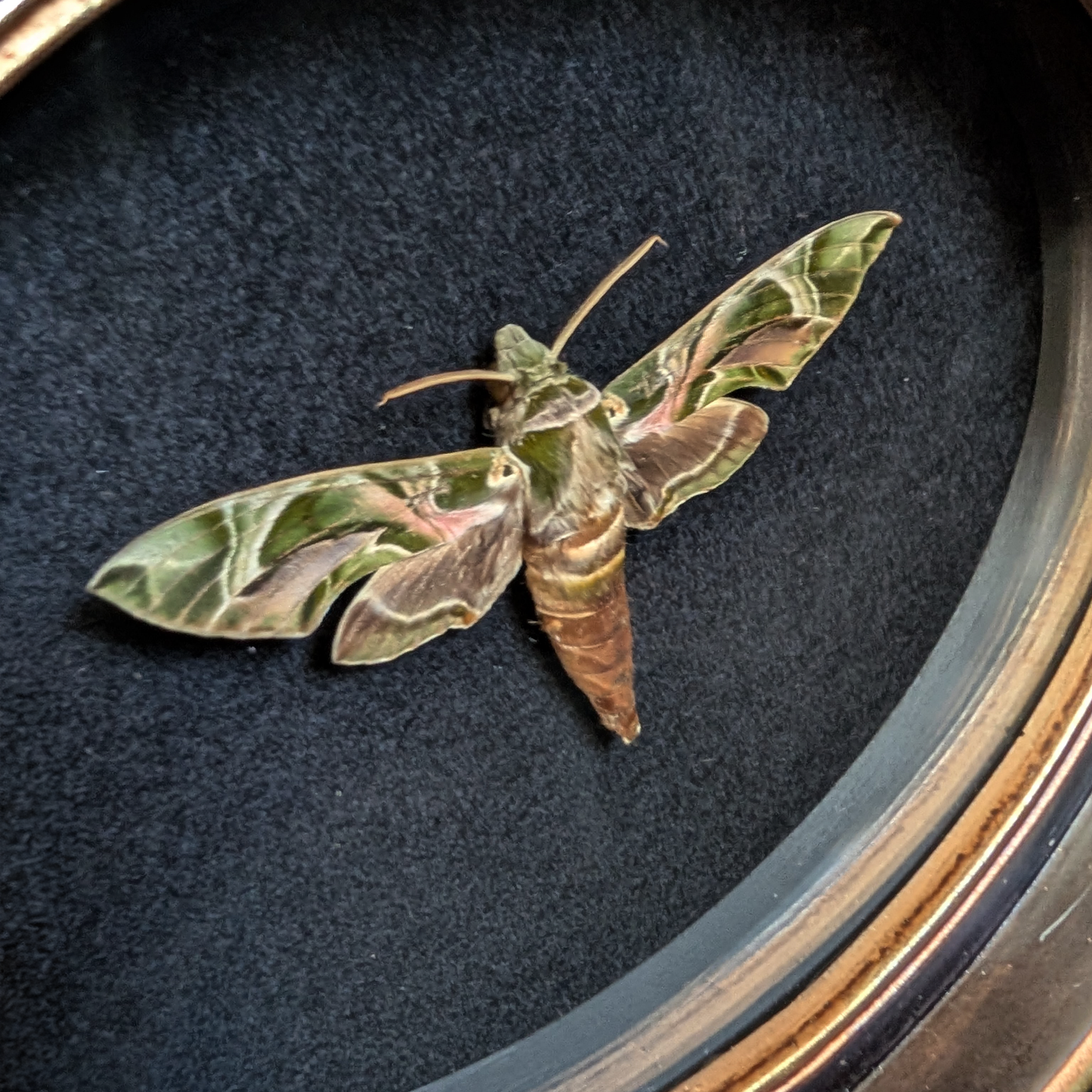 Real Oleander Hawk-moth in Oval Frame