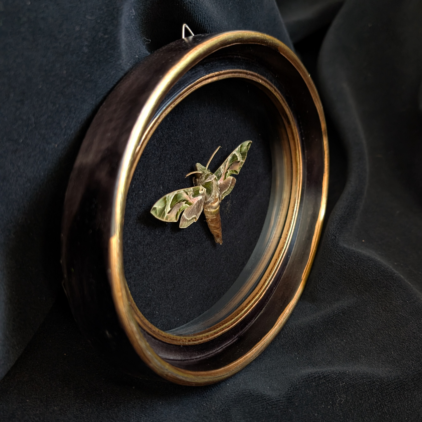 Real Oleander Hawk-moth in Oval Frame