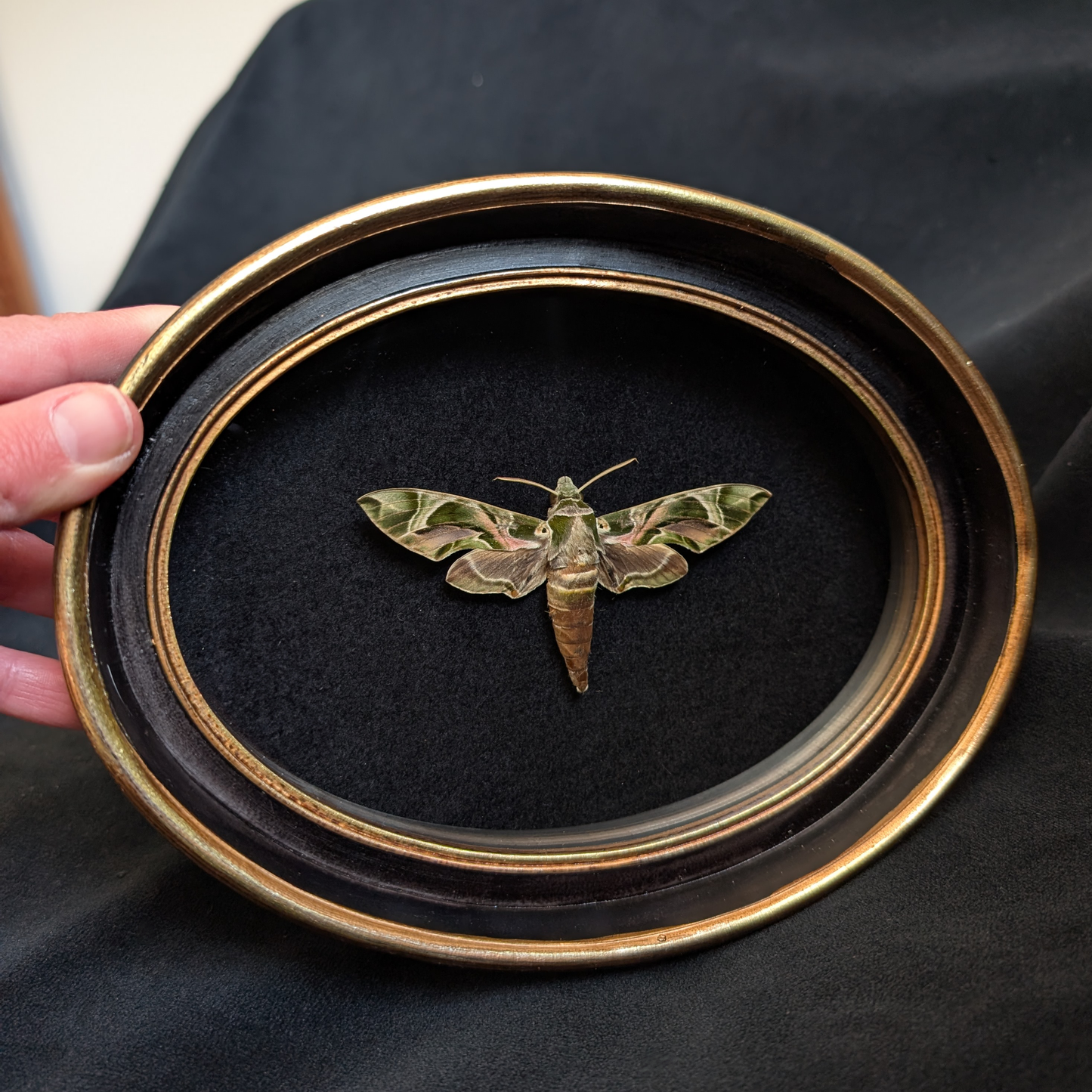 Real Oleander Hawk-moth in Oval Frame
