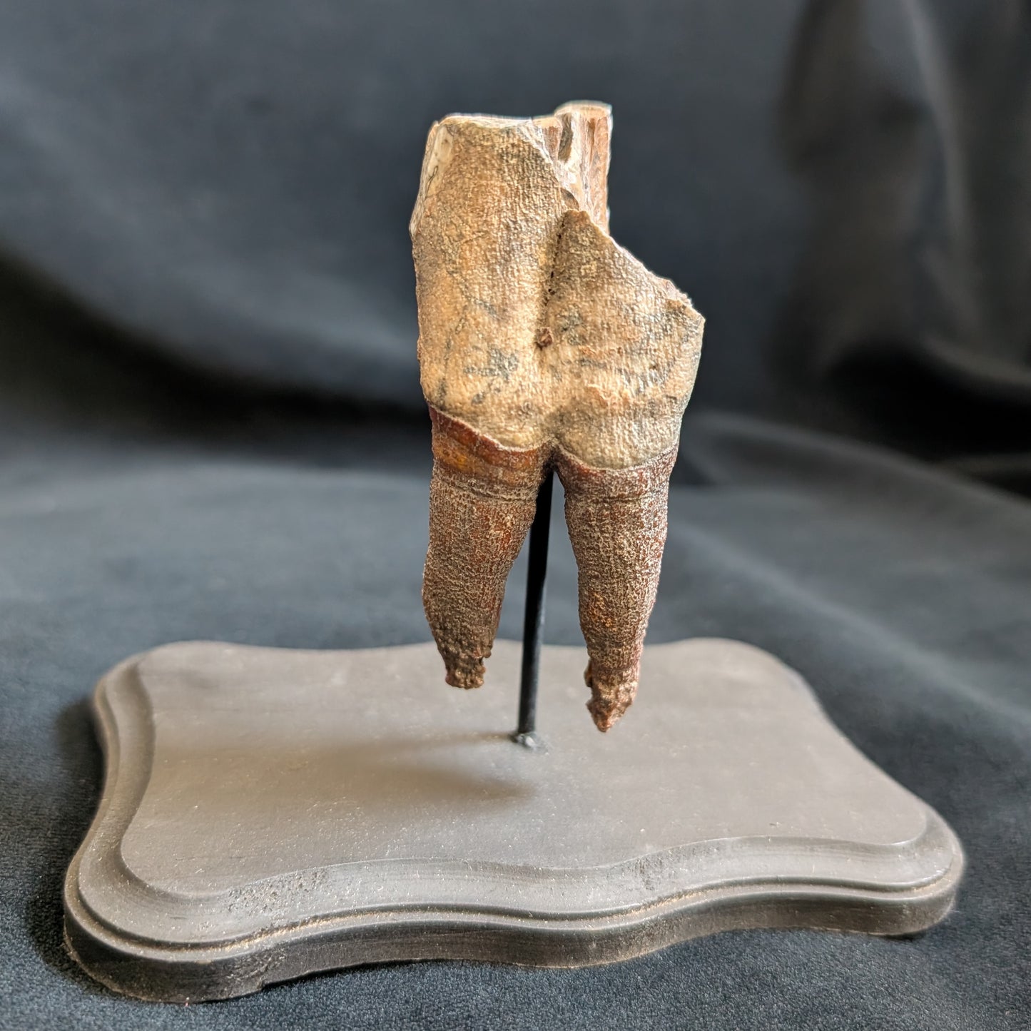 Fossilized Woolly Rhino Tooth w/ Stand