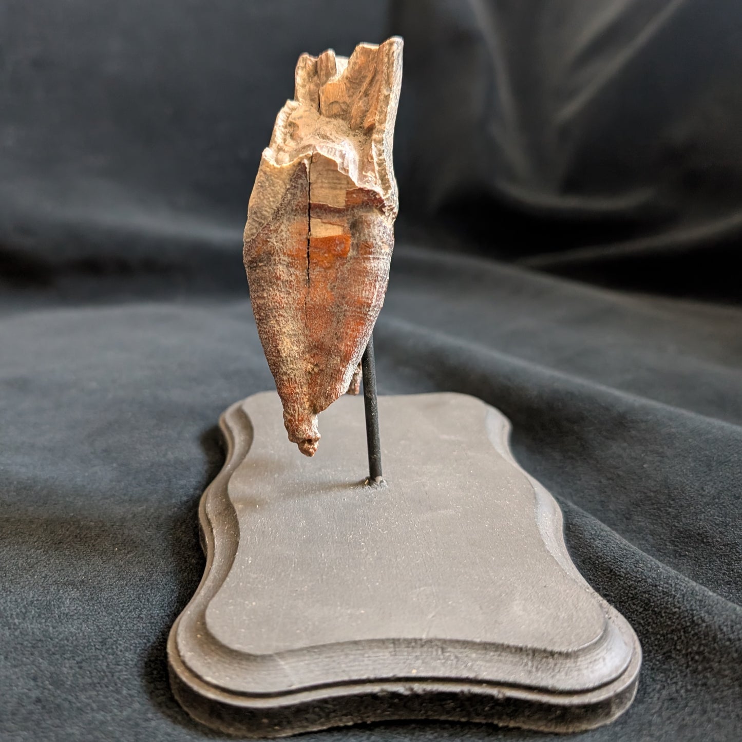 Fossilized Woolly Rhino Tooth w/ Stand