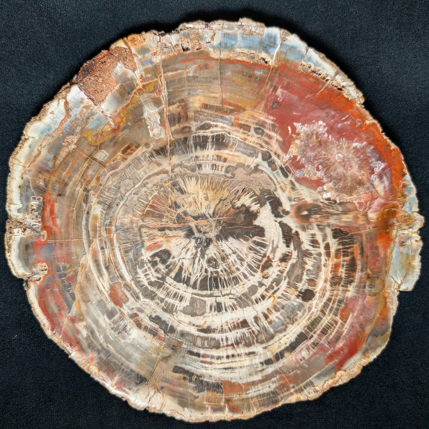 Petrified Wood Plate w/ Stand