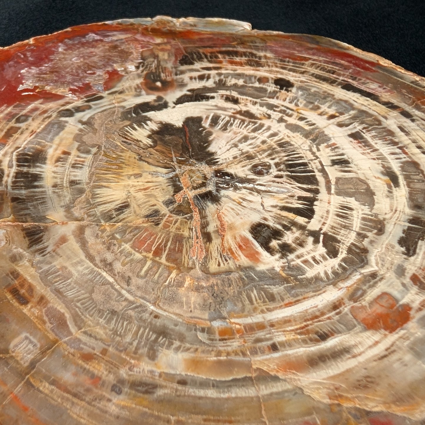 Petrified Wood Plate w/ Stand