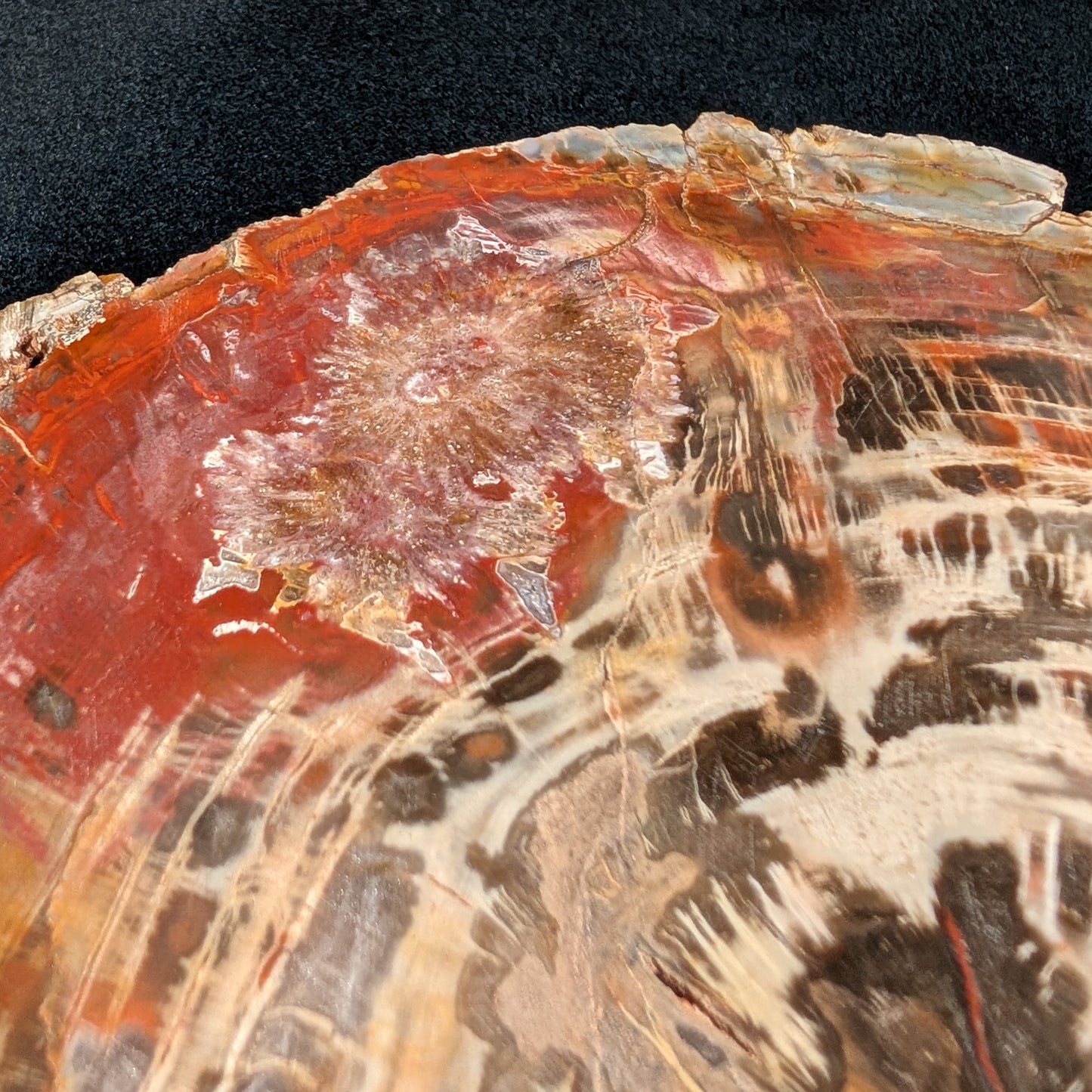 Petrified Wood Plate w/ Stand