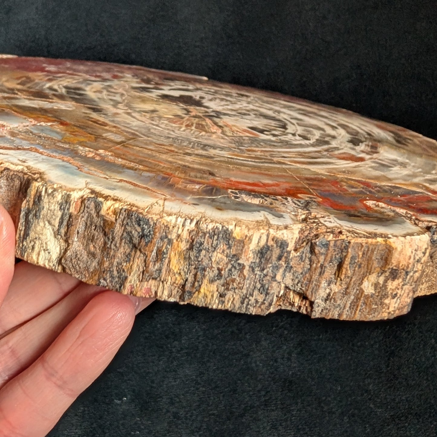 Petrified Wood Plate w/ Stand