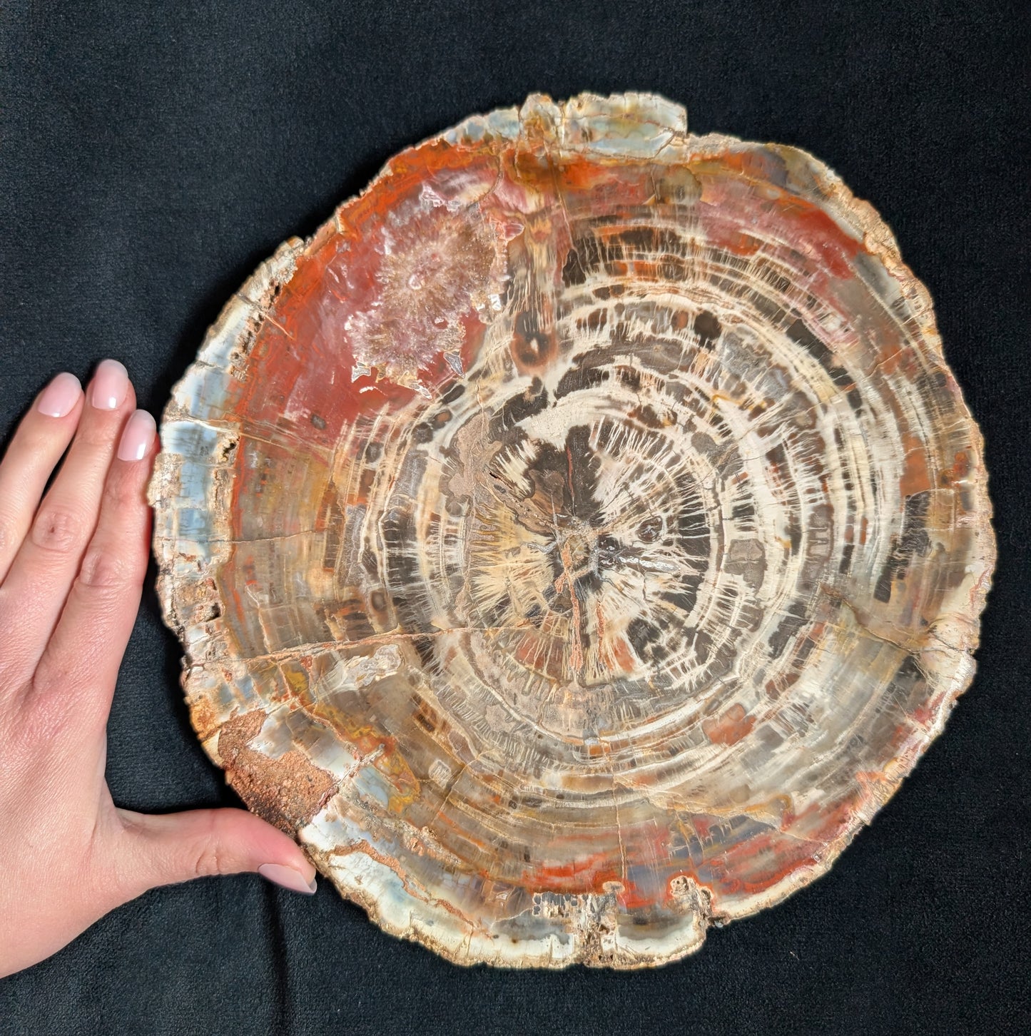 Petrified Wood Plate w/ Stand