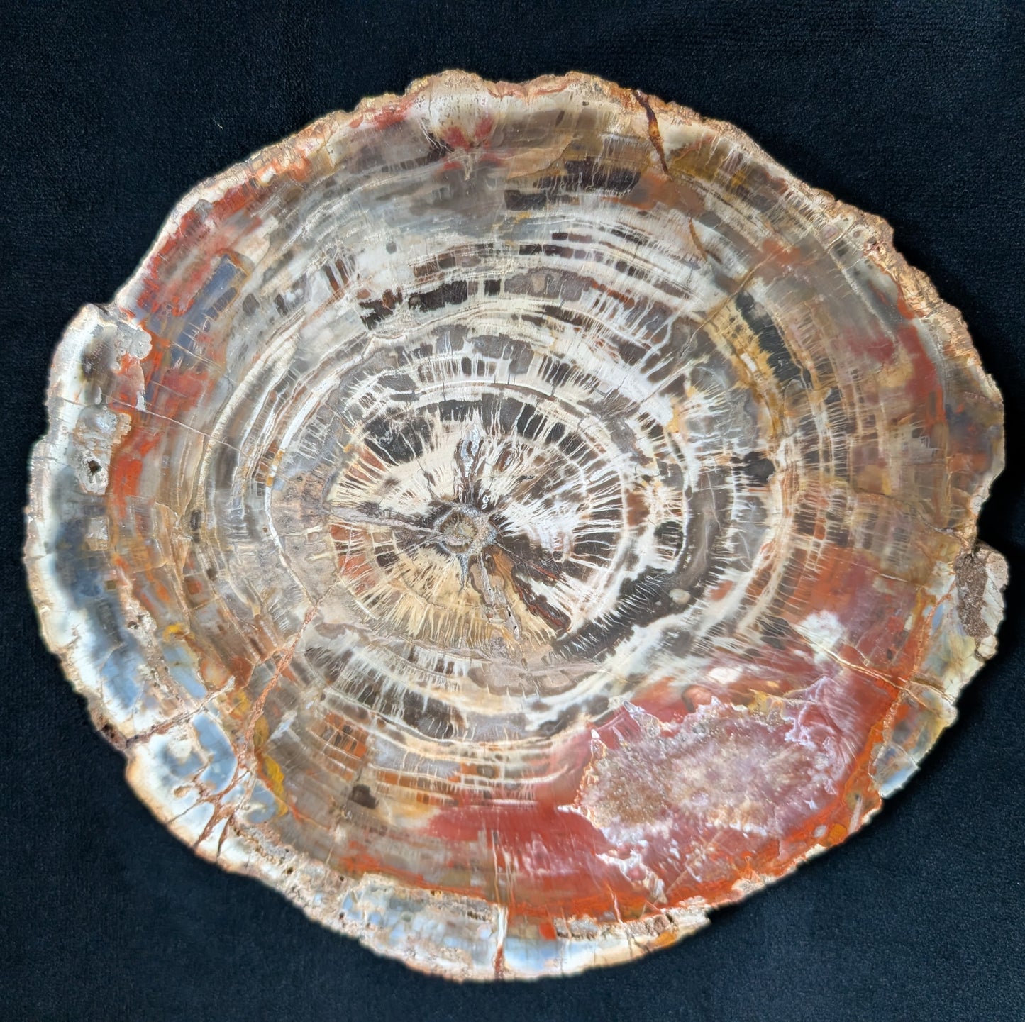 Petrified Wood Plate w/ Stand