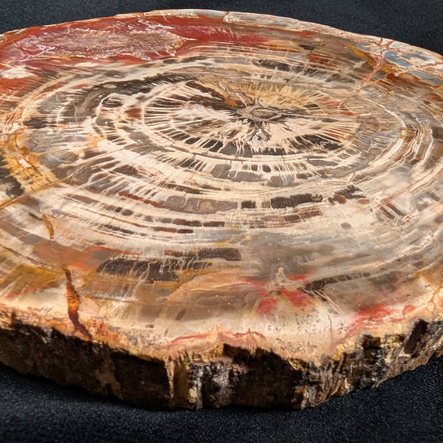 Petrified Wood Plate w/ Stand
