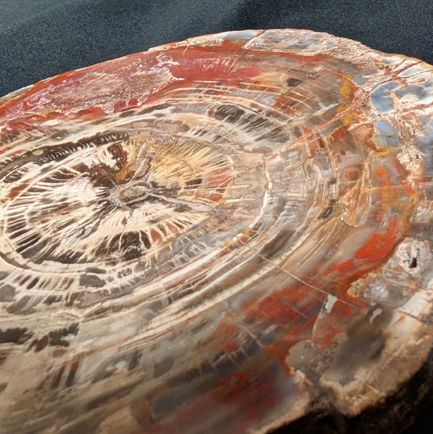 Petrified Wood Plate w/ Stand