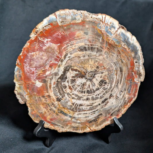 Petrified Wood Plate w/ Stand