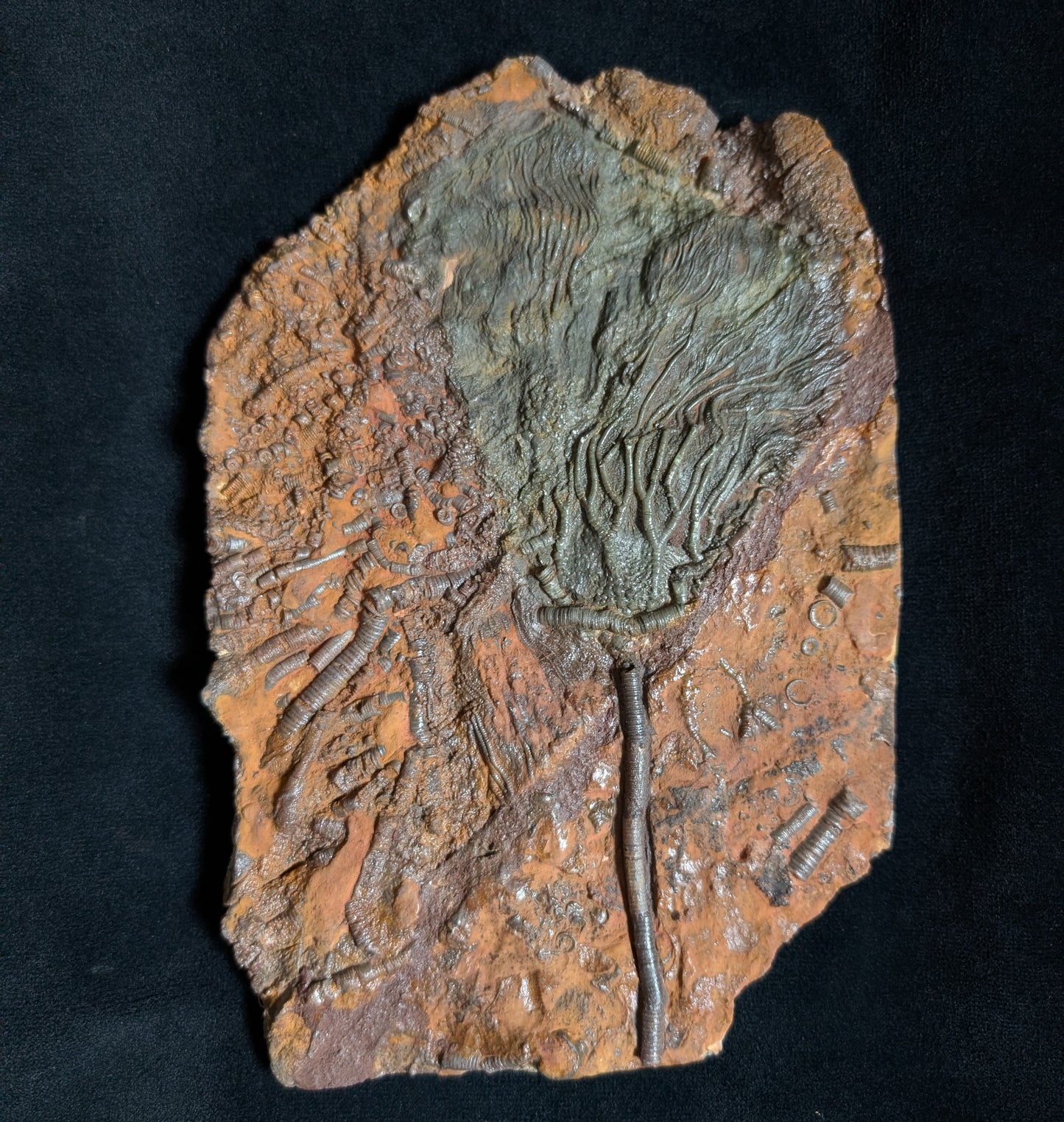 Crinoid Plate
