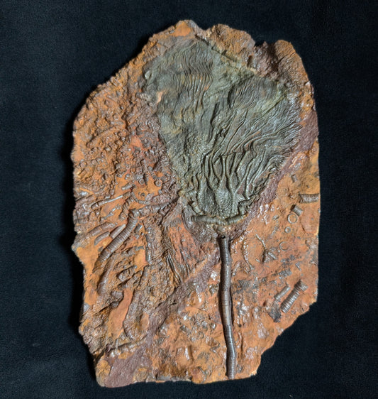 Crinoid Plate