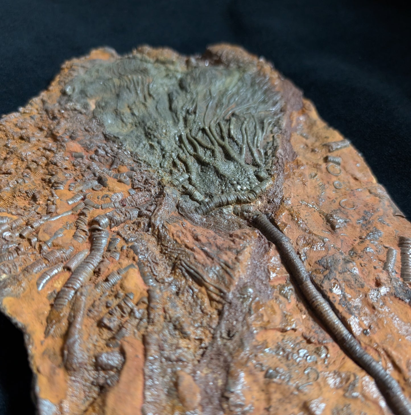 Crinoid Plate