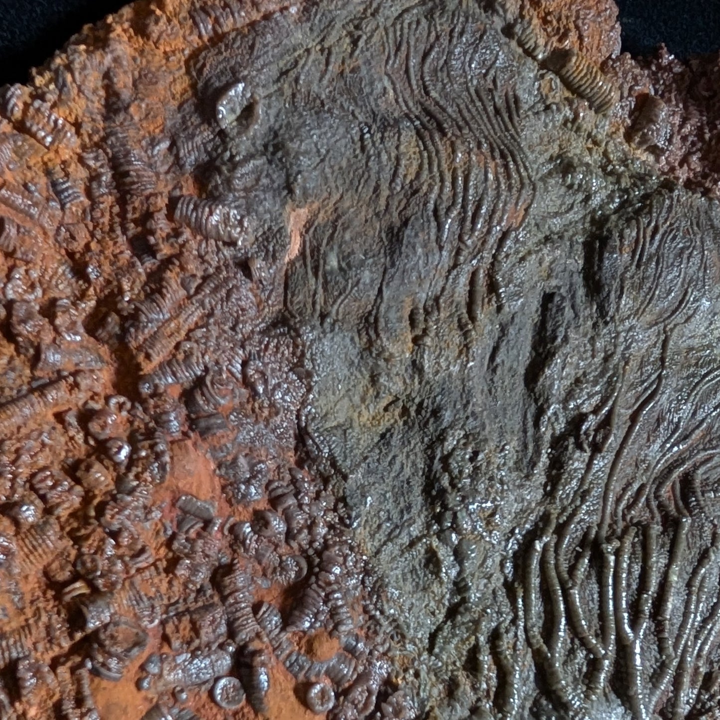 Crinoid Plate