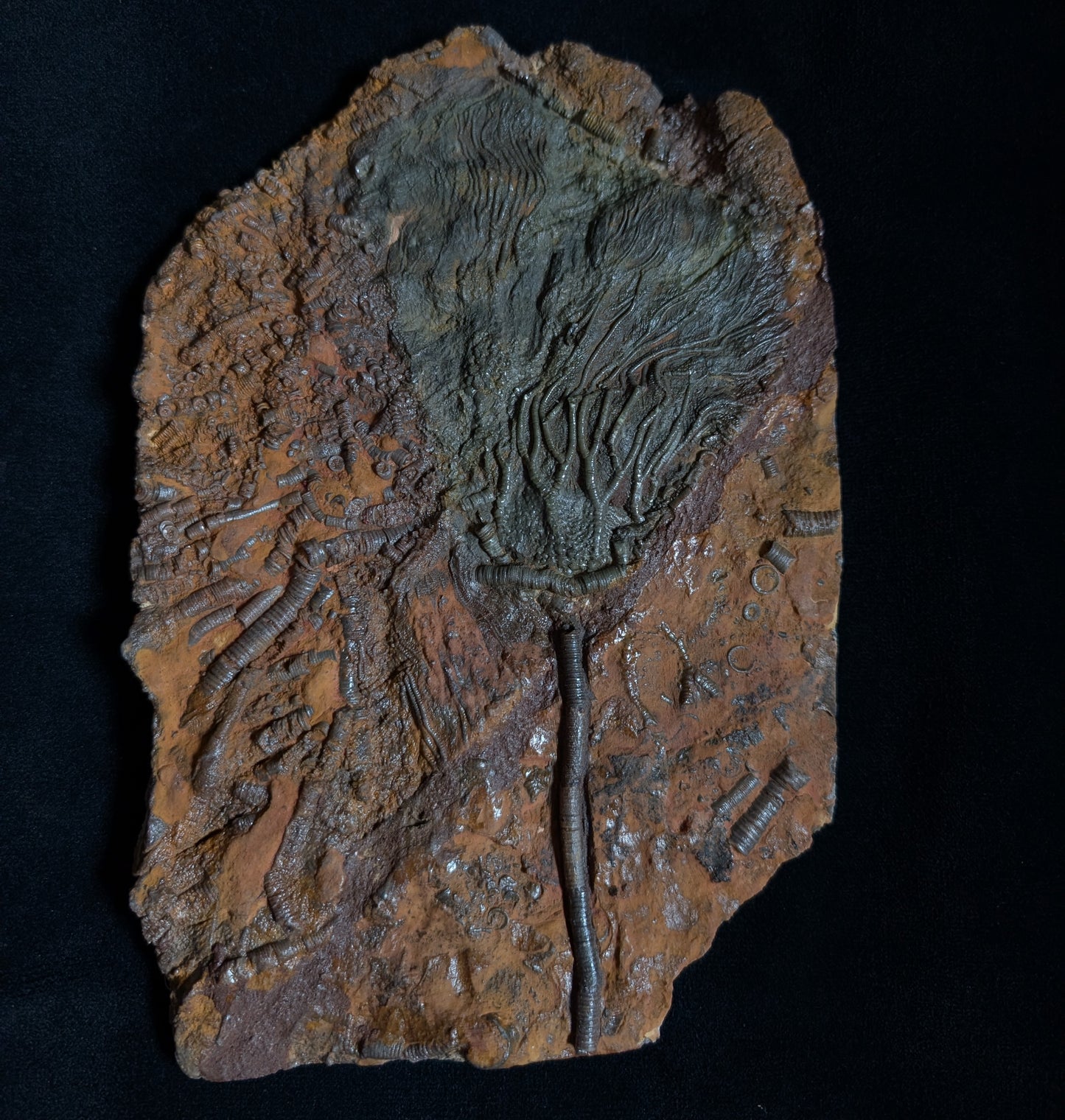 Crinoid Plate