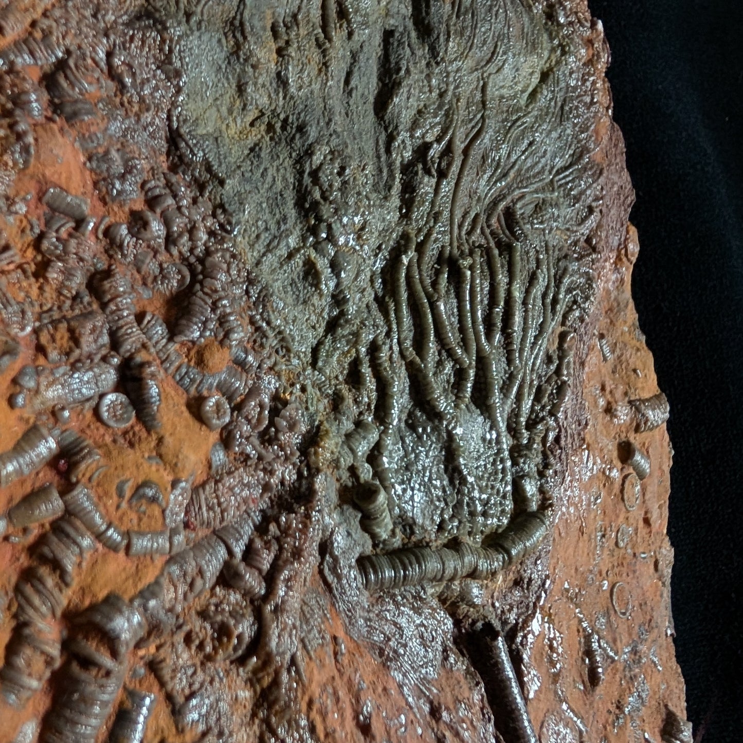 Crinoid Plate