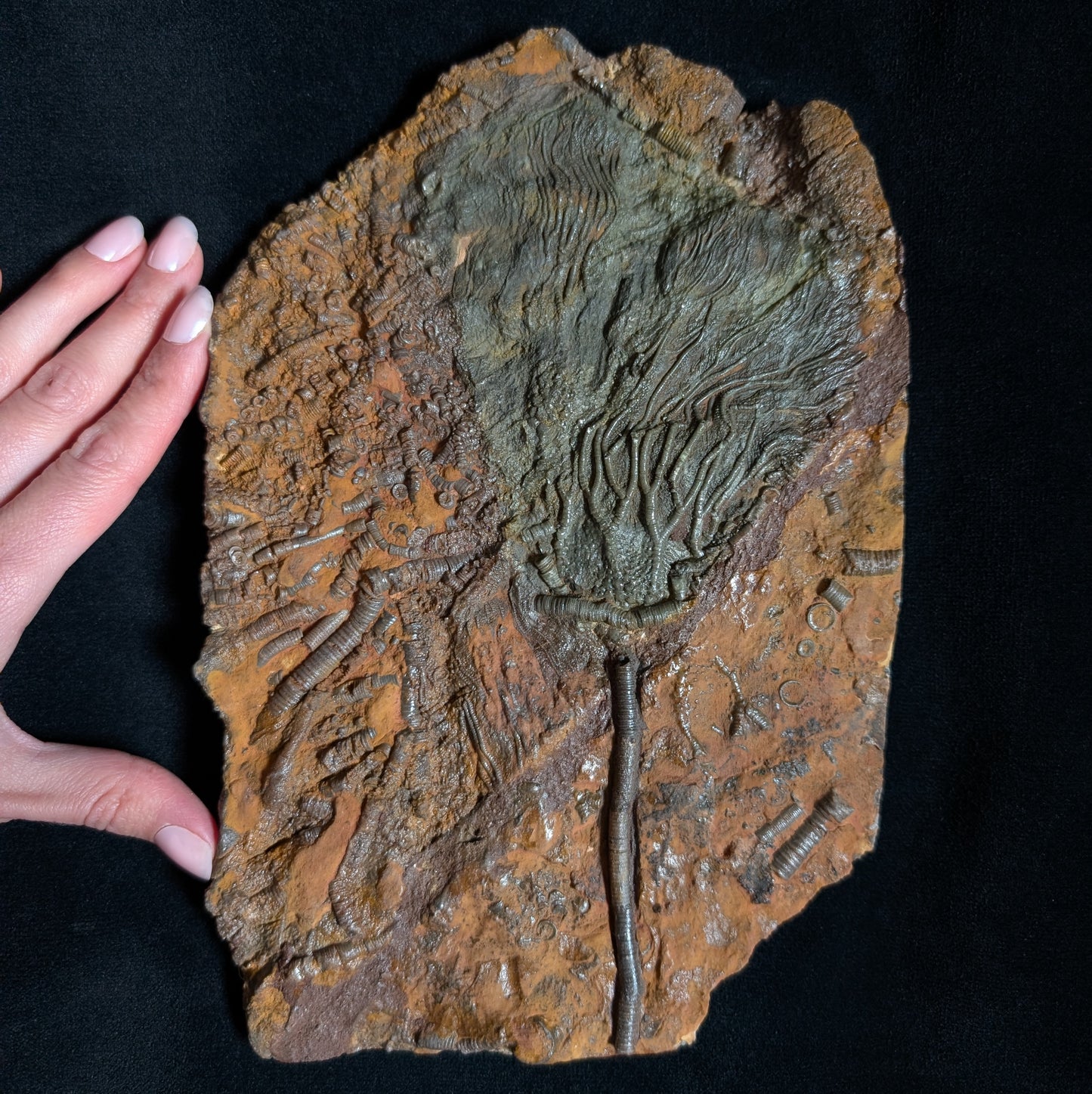 Crinoid Plate