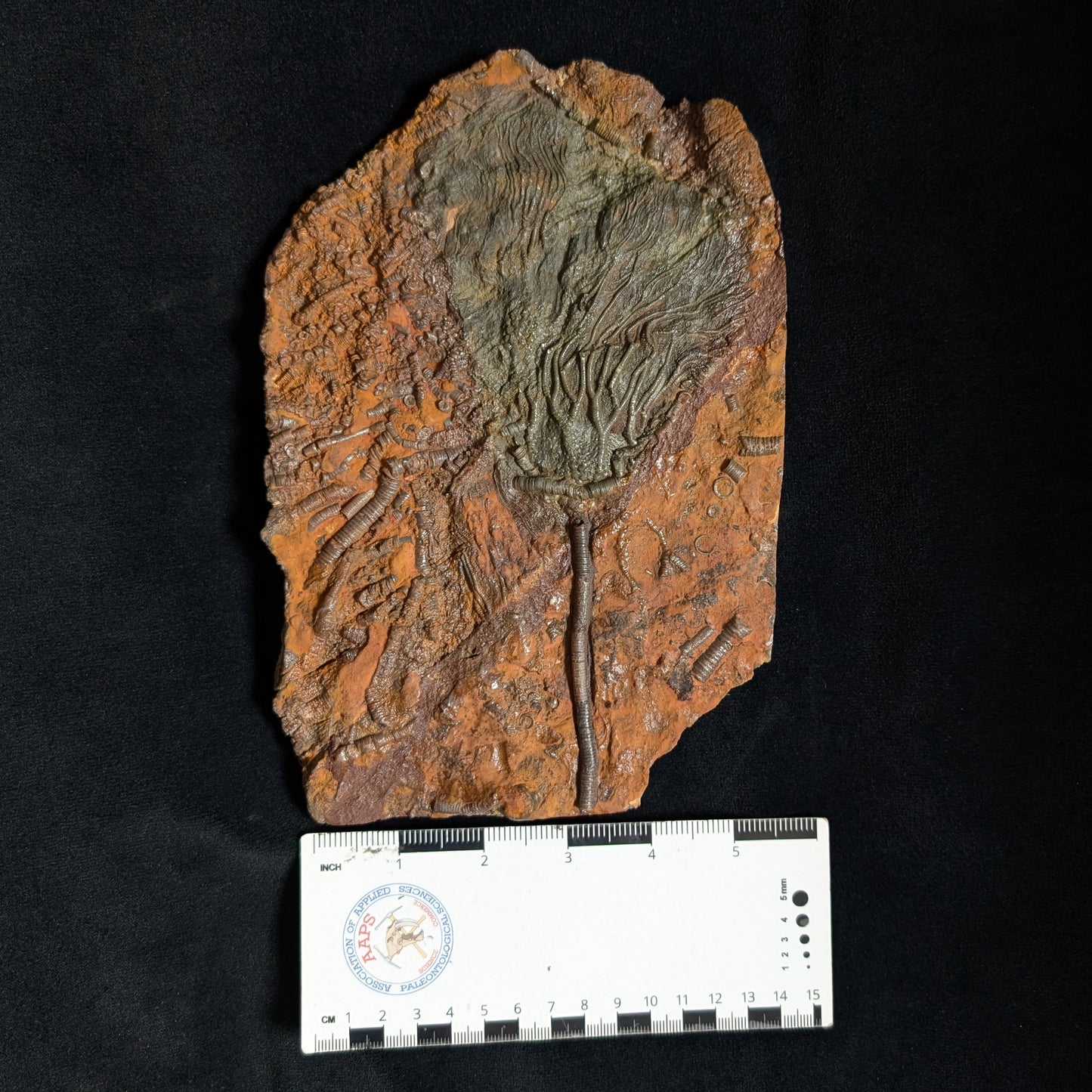Crinoid Plate