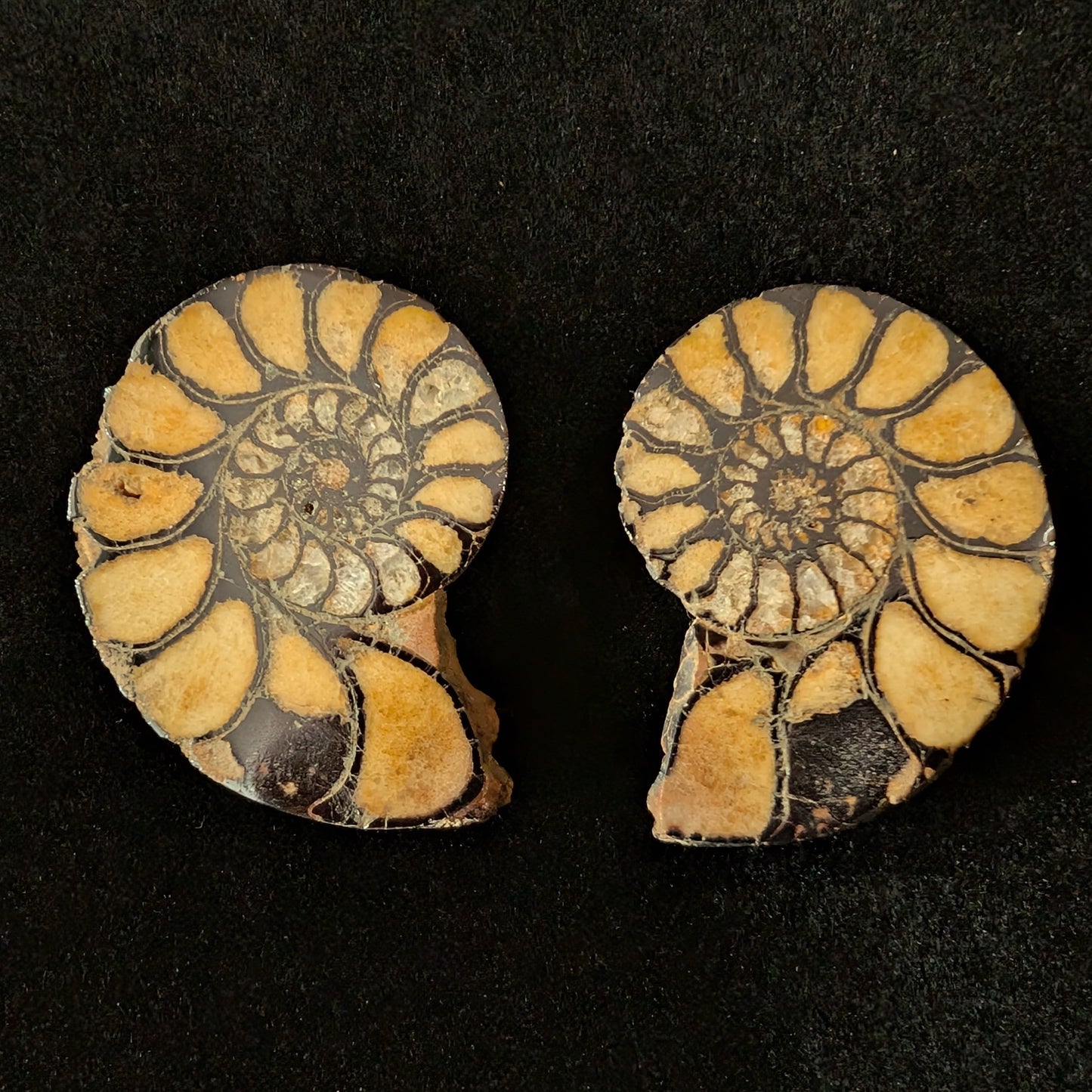 Ammonite Pair, Hematized
