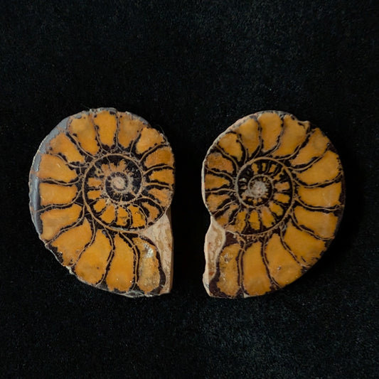 Ammonite Pair, Hematized