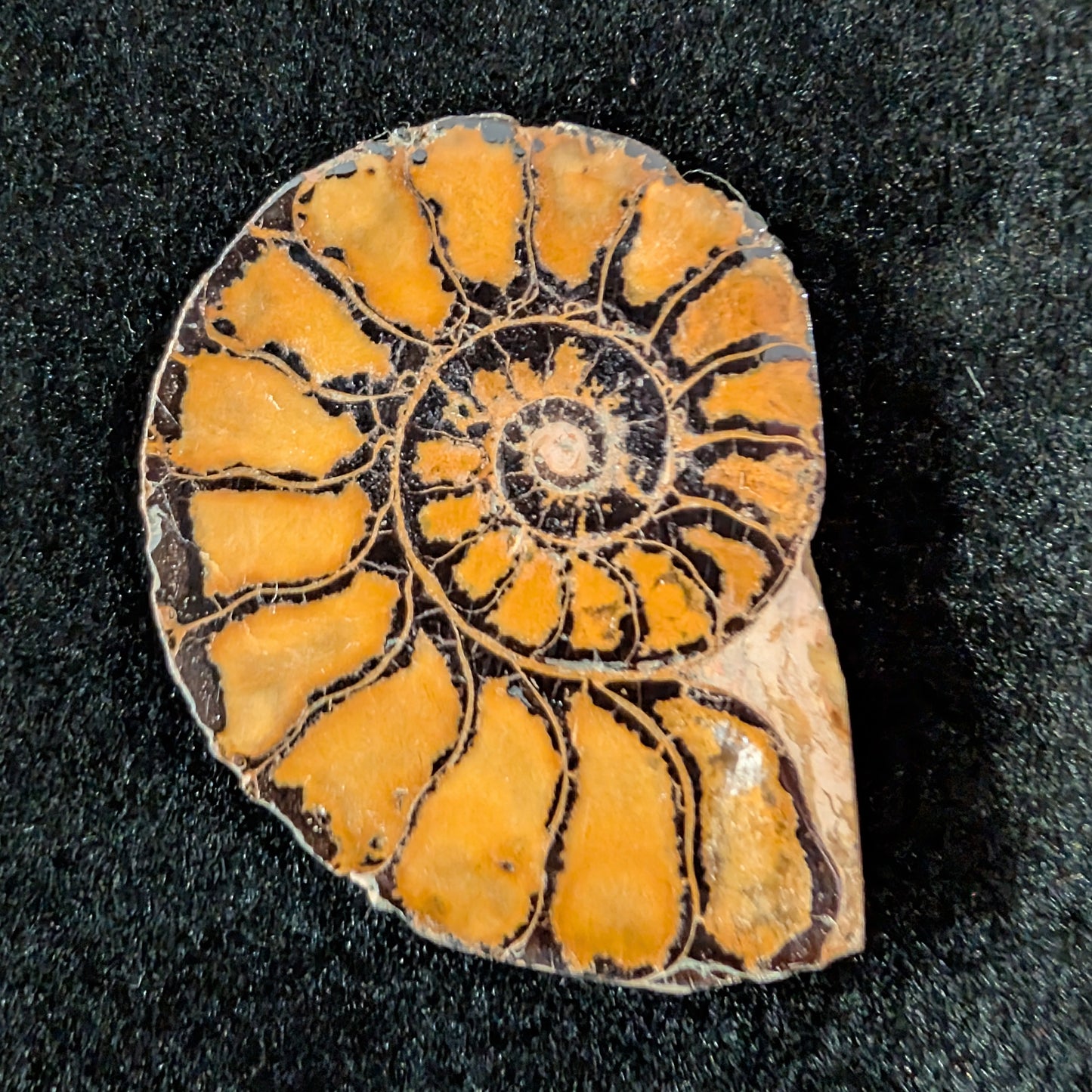 Ammonite Pair, Hematized