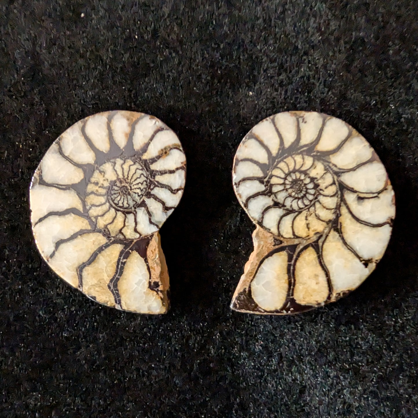 Ammonite Pair, Hematized